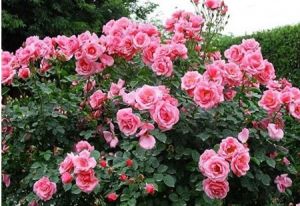 Cây Hoa hồng cổ Sapa