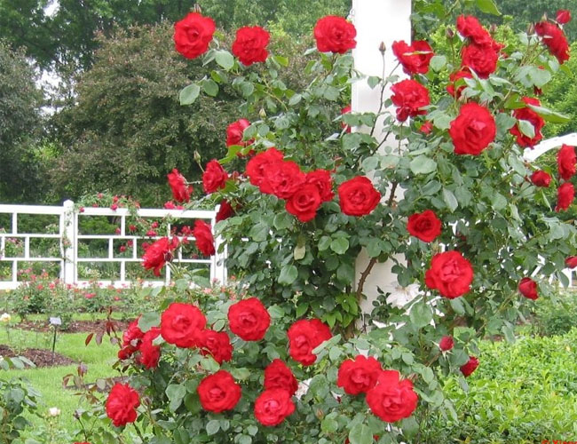 Cây Hoa hồng Đà Lạt