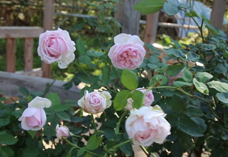 Cây Hoa hồng Văn Khôi